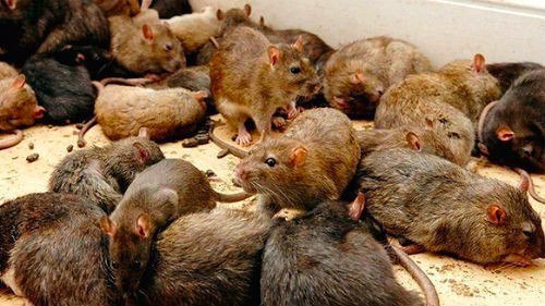 Ілюстрація до публікації «РЕЙТИНГ ВІЙСЬКОВИХ МАРОДЕРІВ (станом на 21.03)»