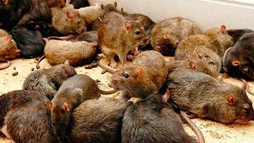 Ілюстрація до публікації «РЕЙТИНГ ВІЙСЬКОВИХ МАРОДЕРІВ (станом на 27.03)»